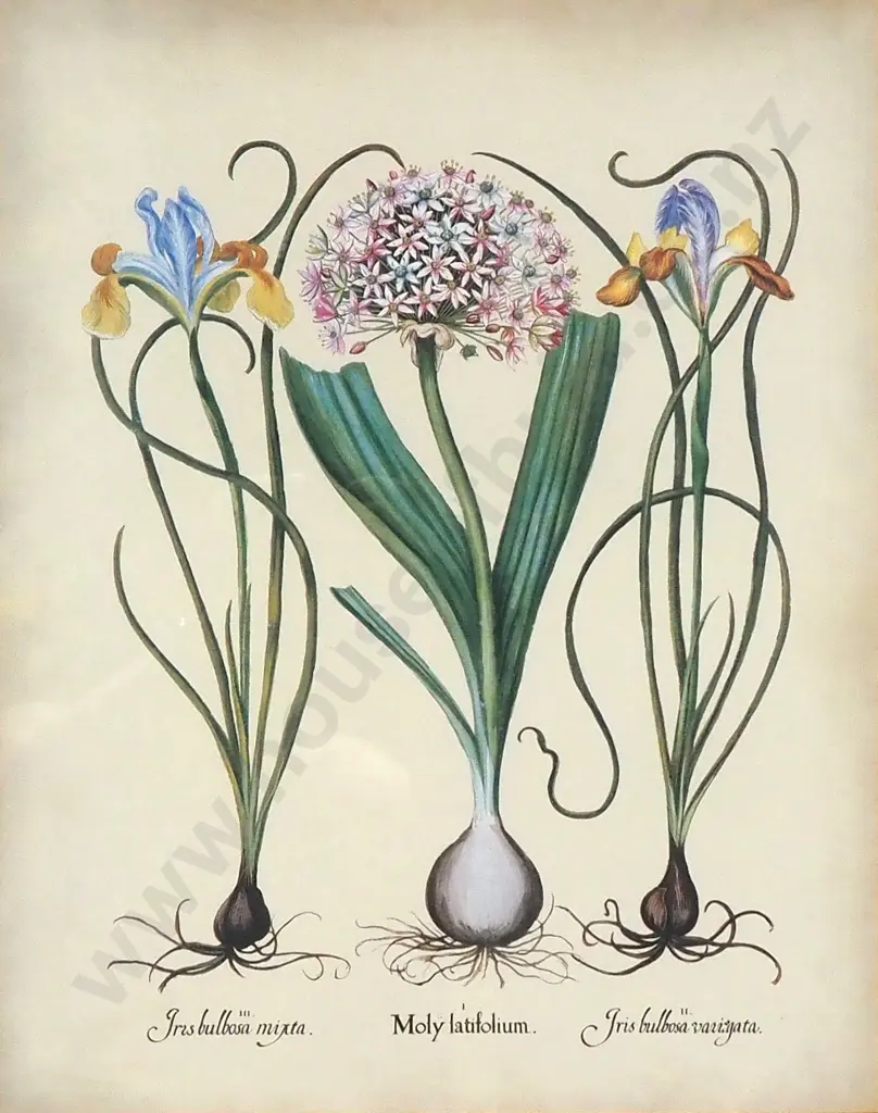 Artist Unknown - Two Iris & Garlic, Print Image 1++