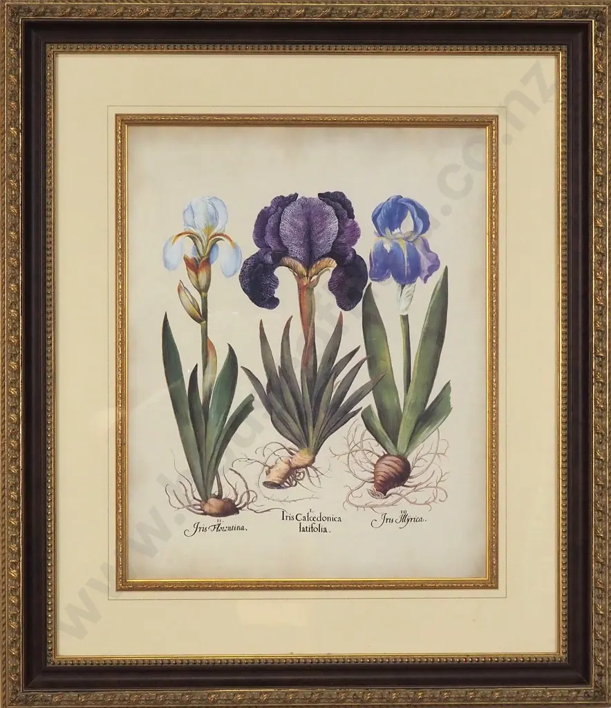 Artist Unknown - Three Iris, Print Image 1++