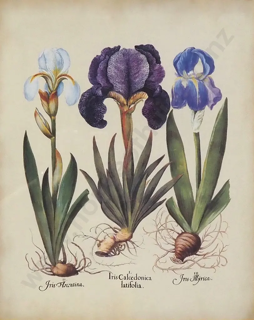 Artist Unknown - Three Iris, Print Image 1++