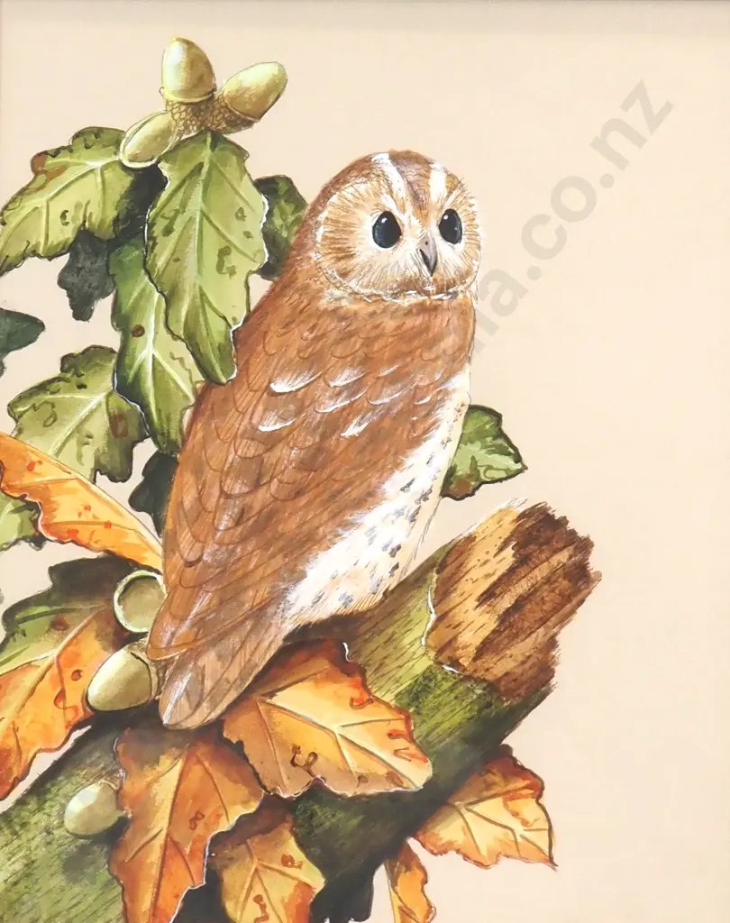 Alan Fairbrass - Owl & Acorn, Pencil & Watercolour Image 1++