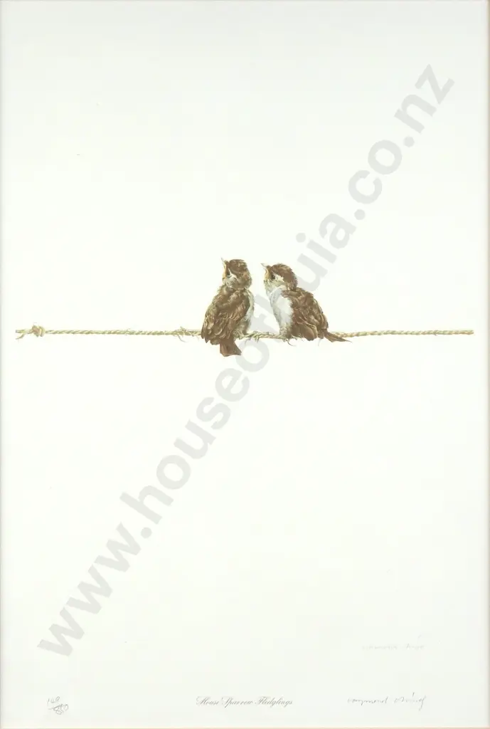 Raymond Ching - House Sparrow Fledgling, Pencil Image 1++