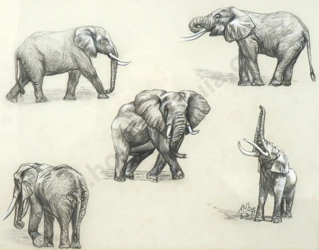 AWL - Elephants, Charcoal  '73 Image 1++