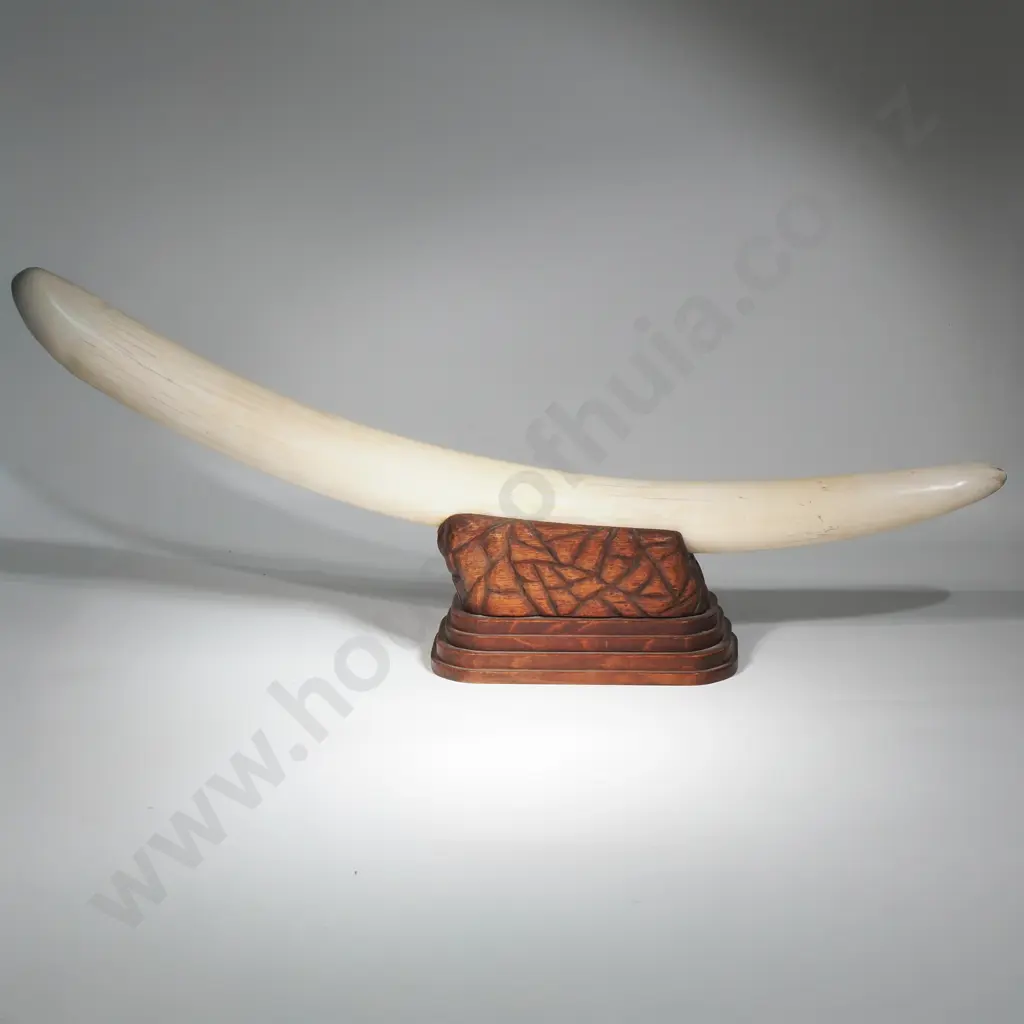 Large Elephant Tusk On Wooden Stand Image 1++