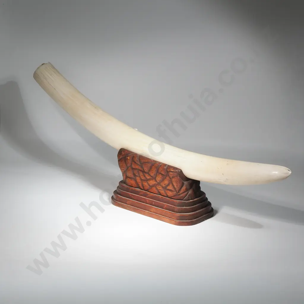 Large Elephant Tusk On Wooden Stand Image 1++