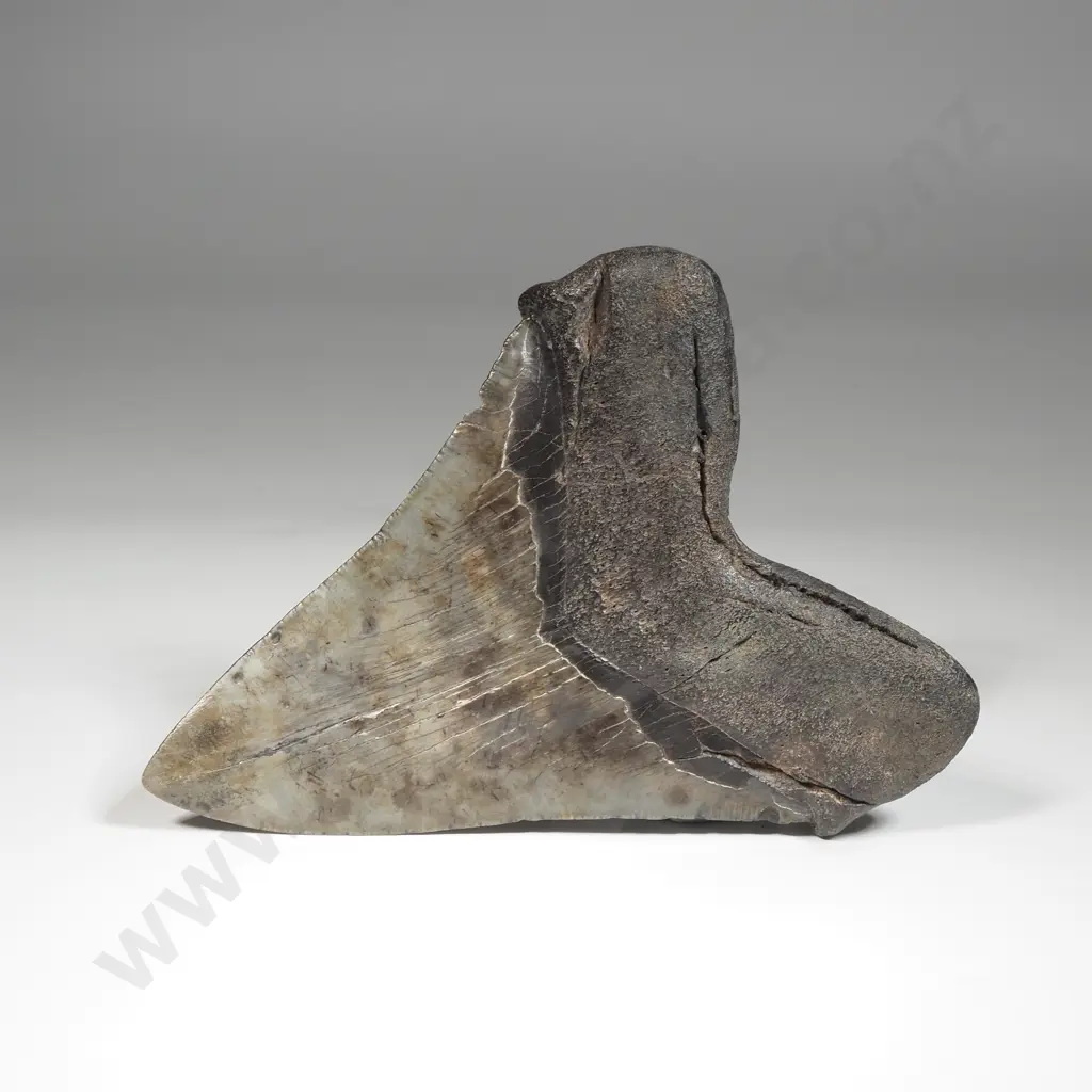 Large Megalodon Tooth Image 1++