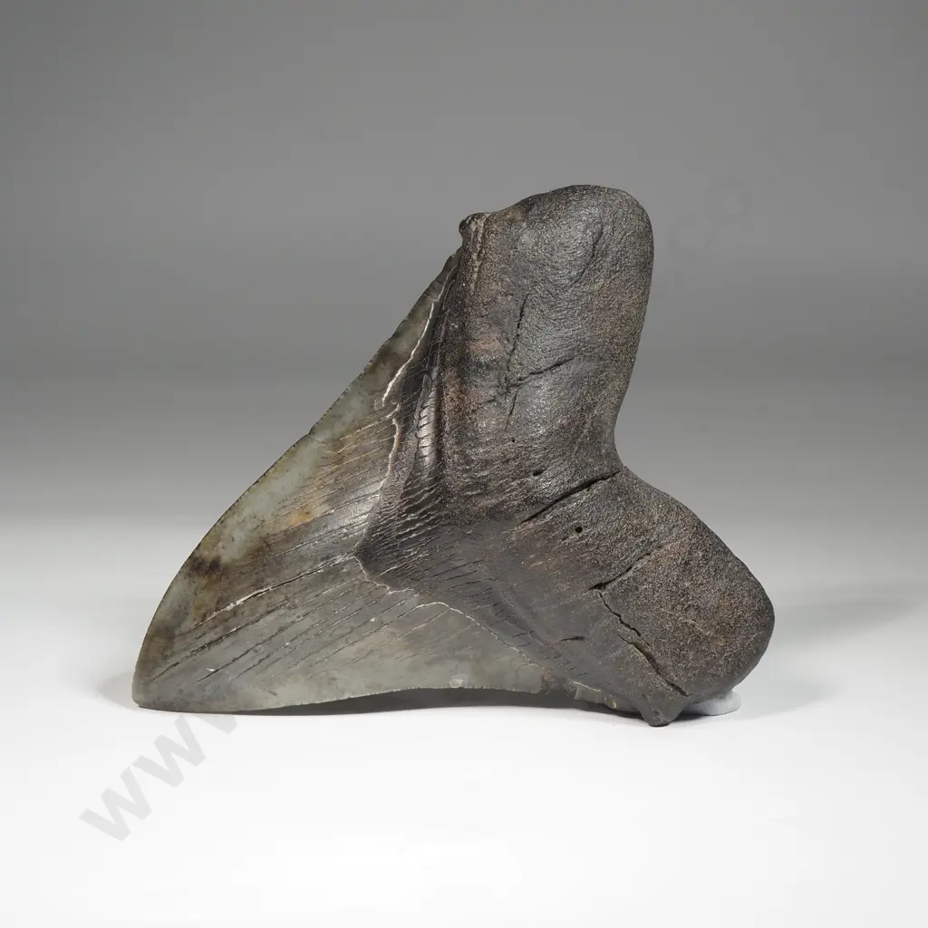 Large Megalodon Tooth Image 1++