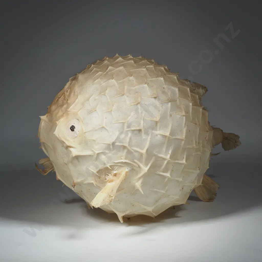 Large Puffer Fish  Image 1++