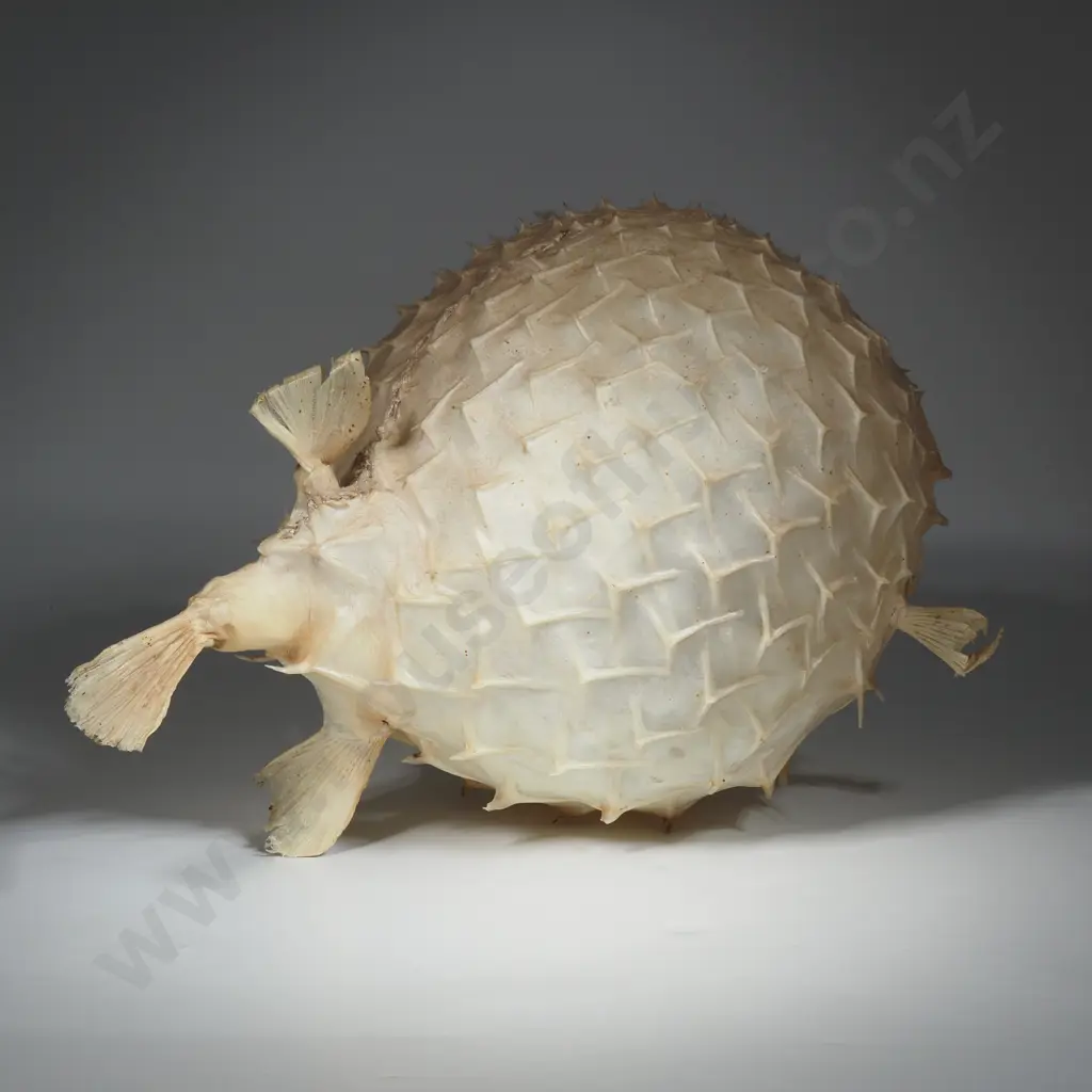 Large Puffer Fish  Image 1++