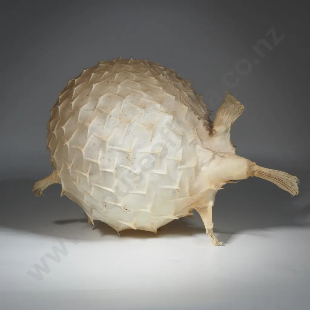 Large Puffer Fish  Image 1++