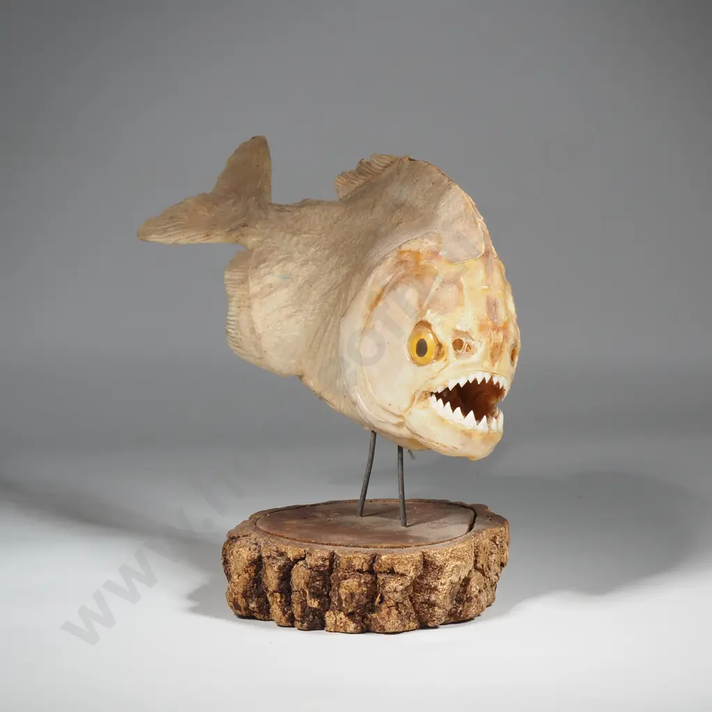 Taxidermied Specimen Red-Bellied Piranha On Stand Image 1++