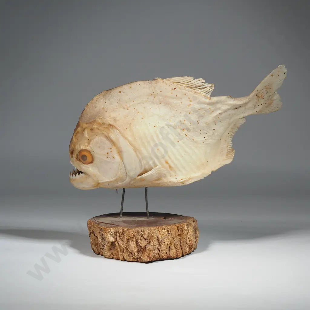 Taxidermied Specimen Red-Bellied Piranha On Stand Image 1++