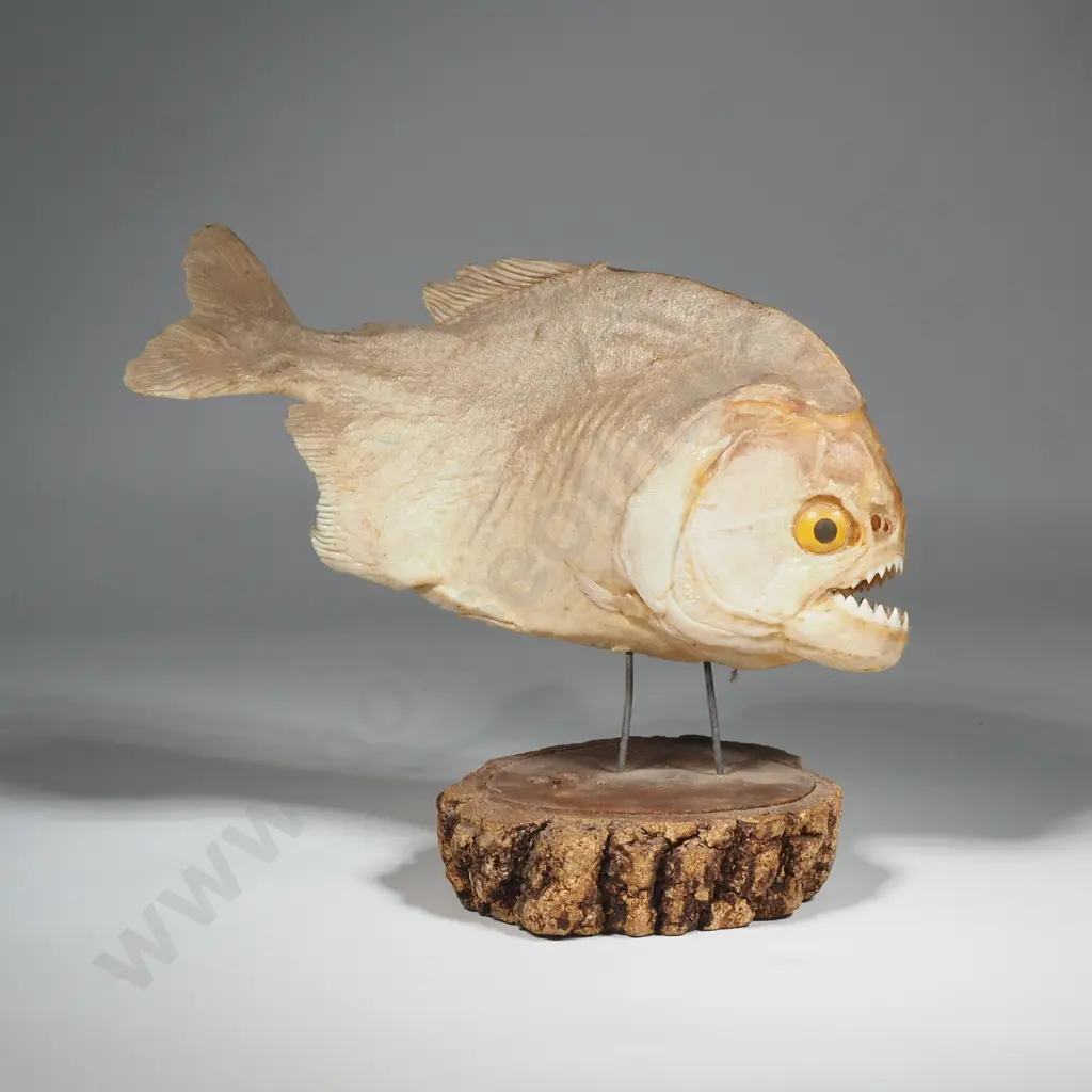 Taxidermied Specimen Red-Bellied Piranha On Stand Image 1++