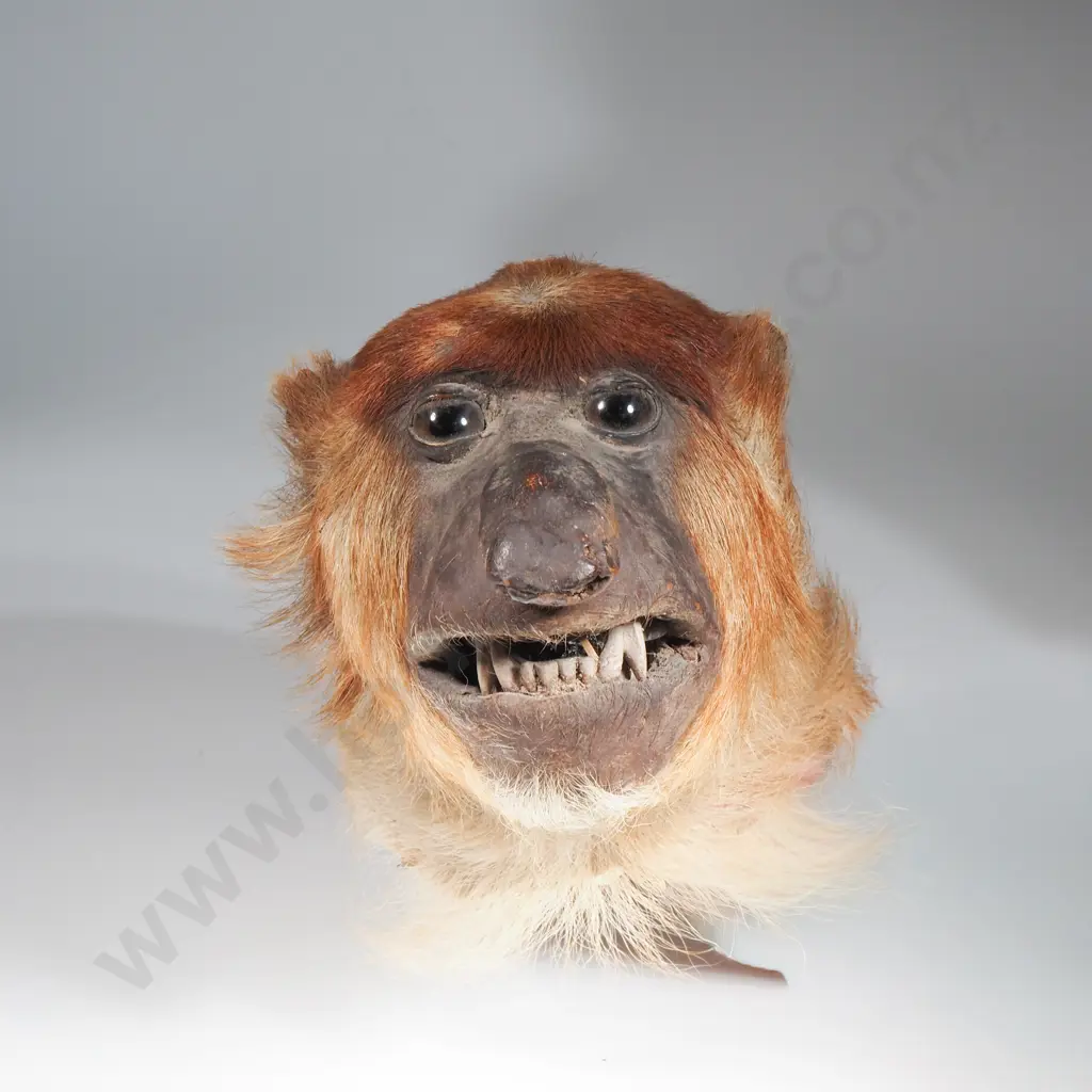 Antique Taxidermy Head of a Proboscis Monkey Image 1++