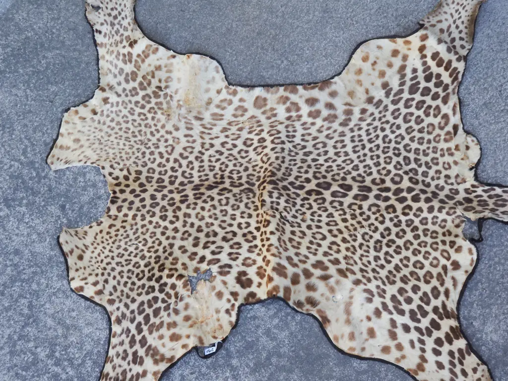 Leopard Hide Missing Head w Some Claws A/F Image 1++