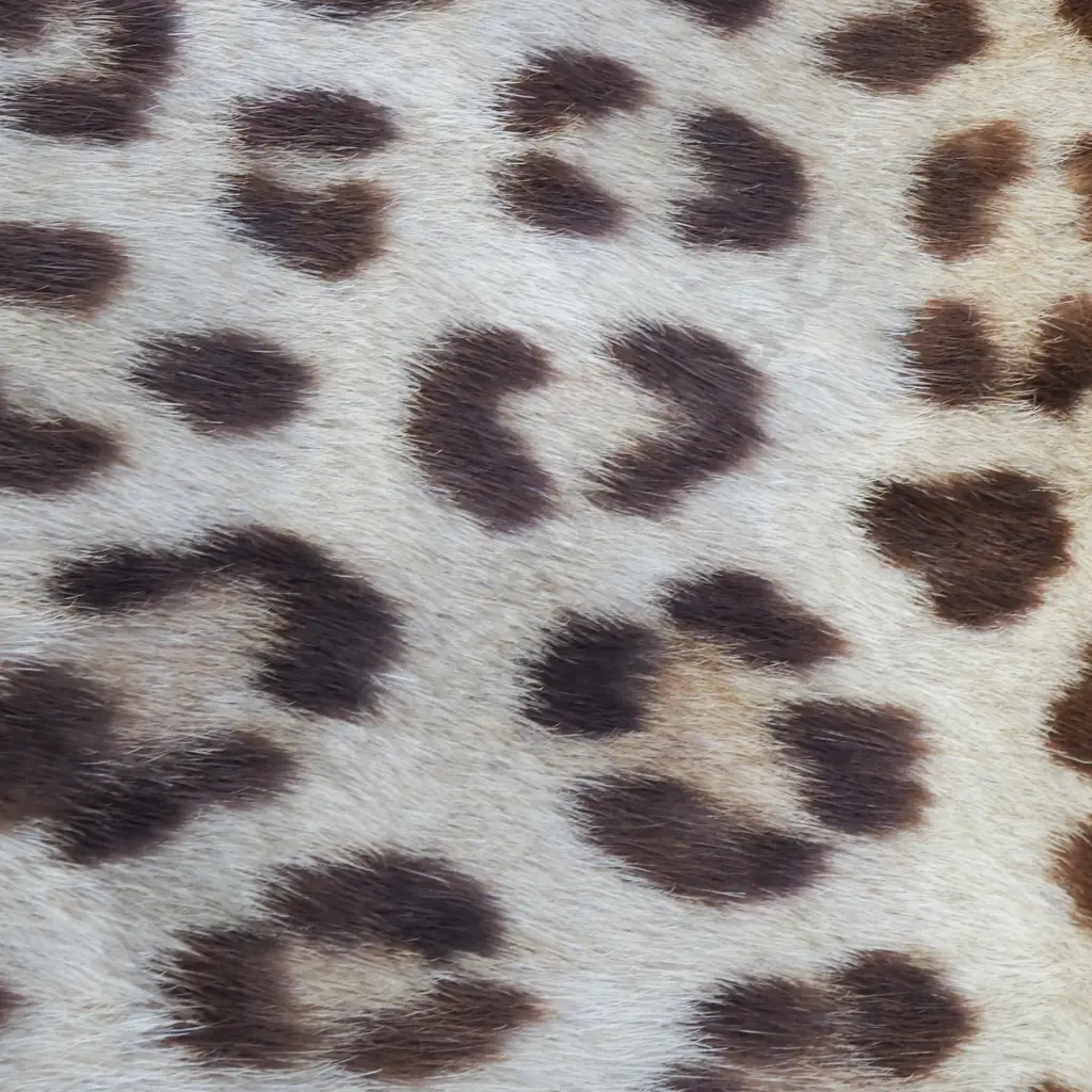 Leopard Hide Missing Head w Some Claws A/F Image 1++