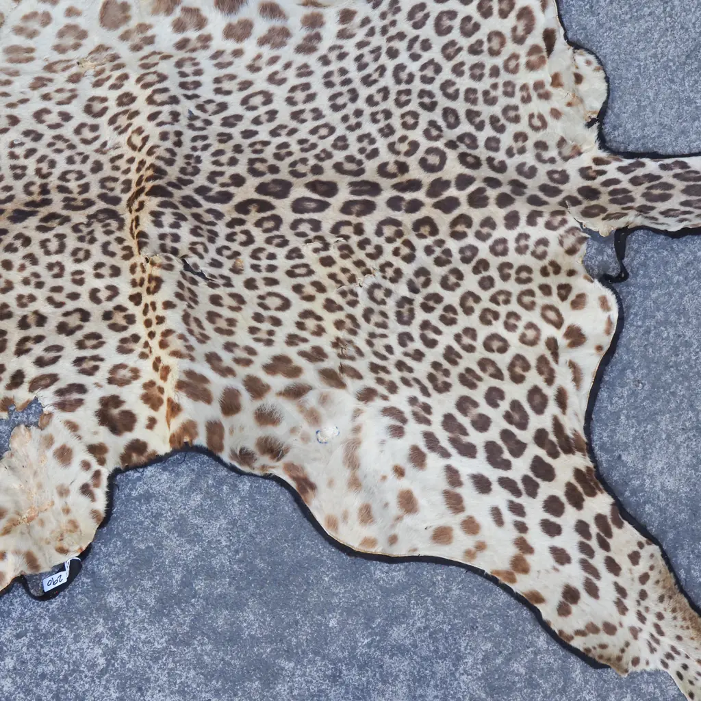 Leopard Hide Missing Head w Some Claws A/F Image 1++