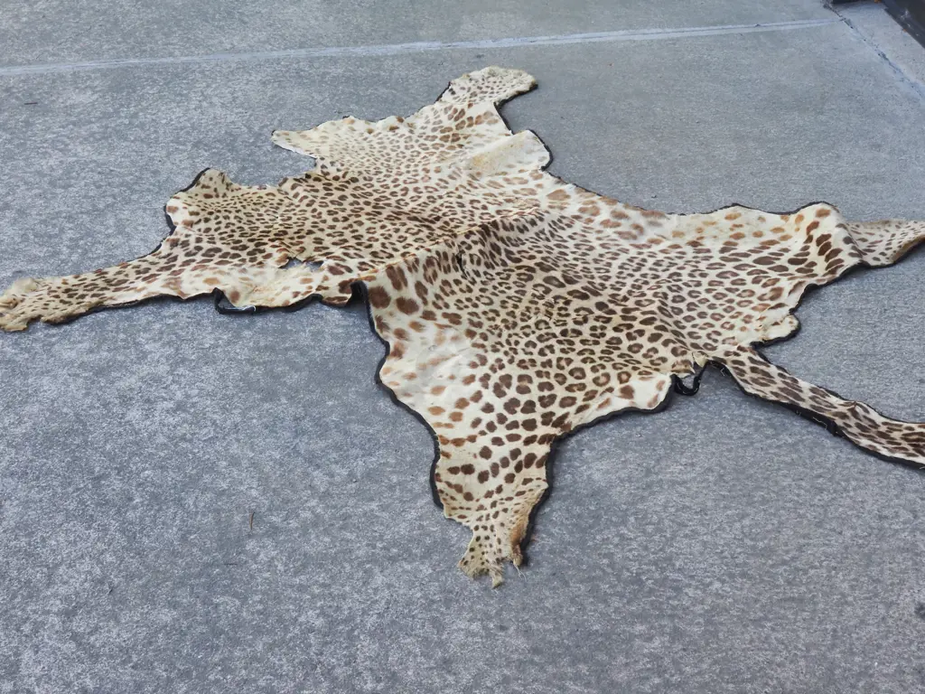 Leopard Hide Missing Head w Some Claws A/F Image 1++