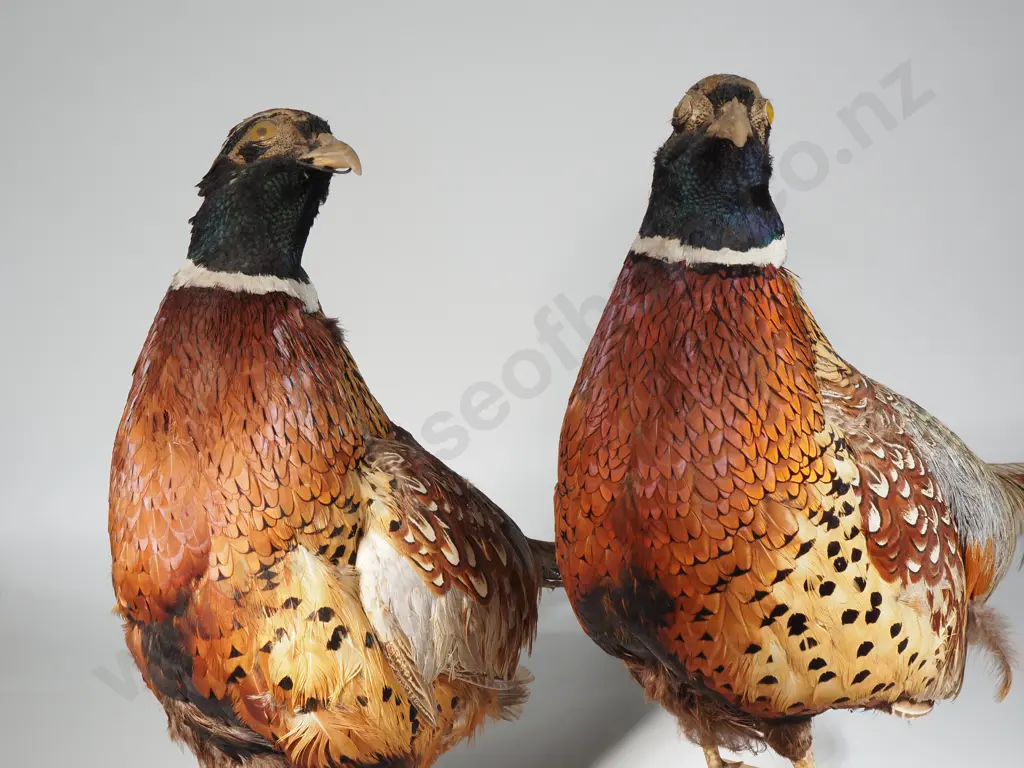 Pair Of Vintage Taxidermized Pheasants On Wooden Stands Image 1++