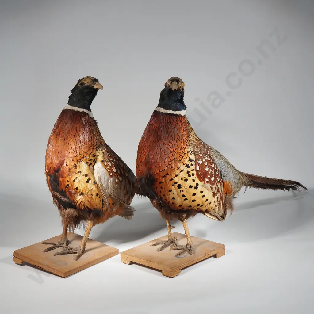 Pair Of Vintage Taxidermized Pheasants On Wooden Stands Image 1++