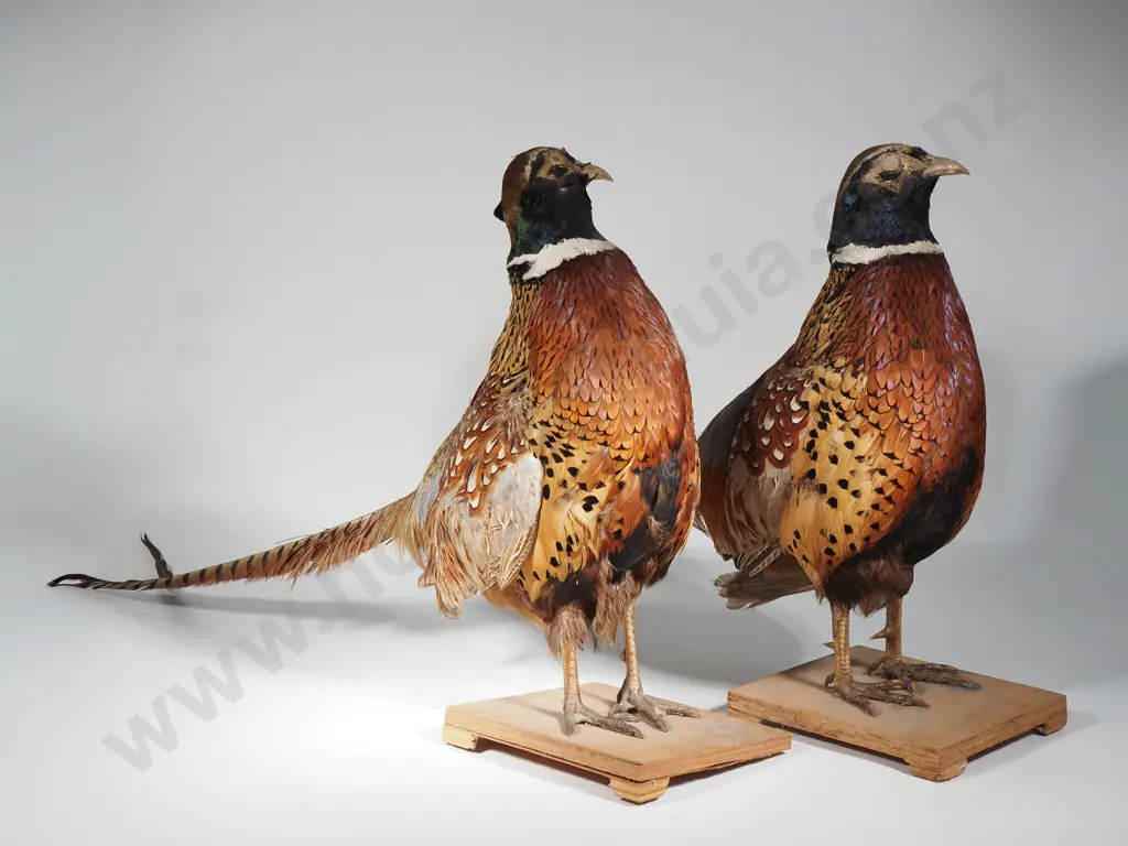Pair Of Vintage Taxidermized Pheasants On Wooden Stands Image 1++