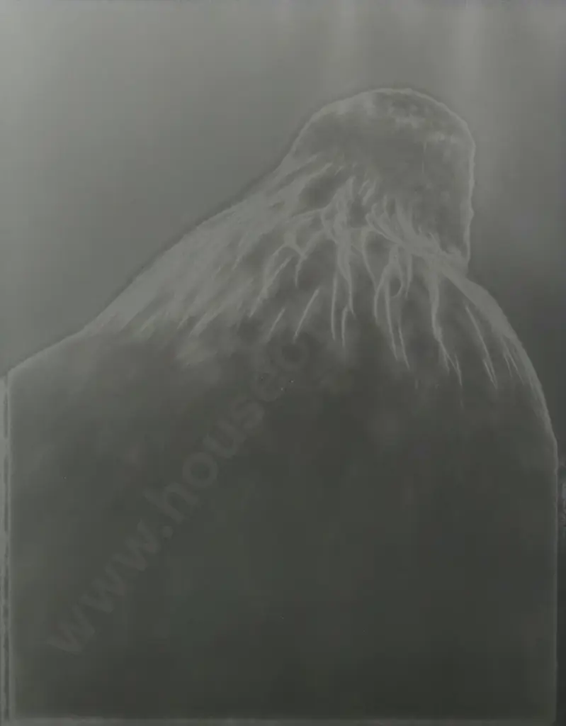 Fiona Pardington. 2008. Tui Mountain [Whanganui Museum]. Toned Silver Bromide Print, 3/5. Image 1++