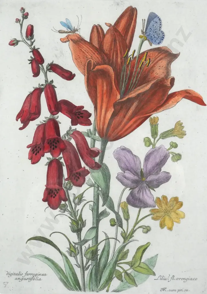 N. Robert. Foxglove/Day Lily/Others. Hand Coloured Reproduction Pint of an Etching. c. 1660. Image 1++