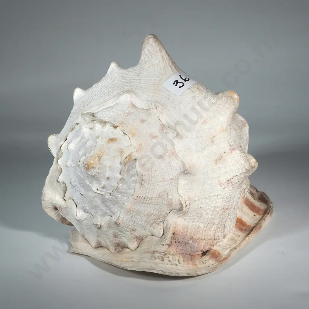 An Extremely Large Conch Shell Image 1++