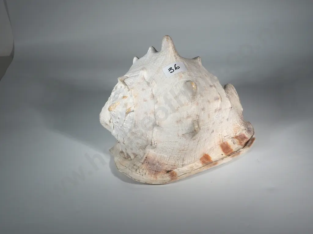 An Extremely Large Conch Shell Image 1++
