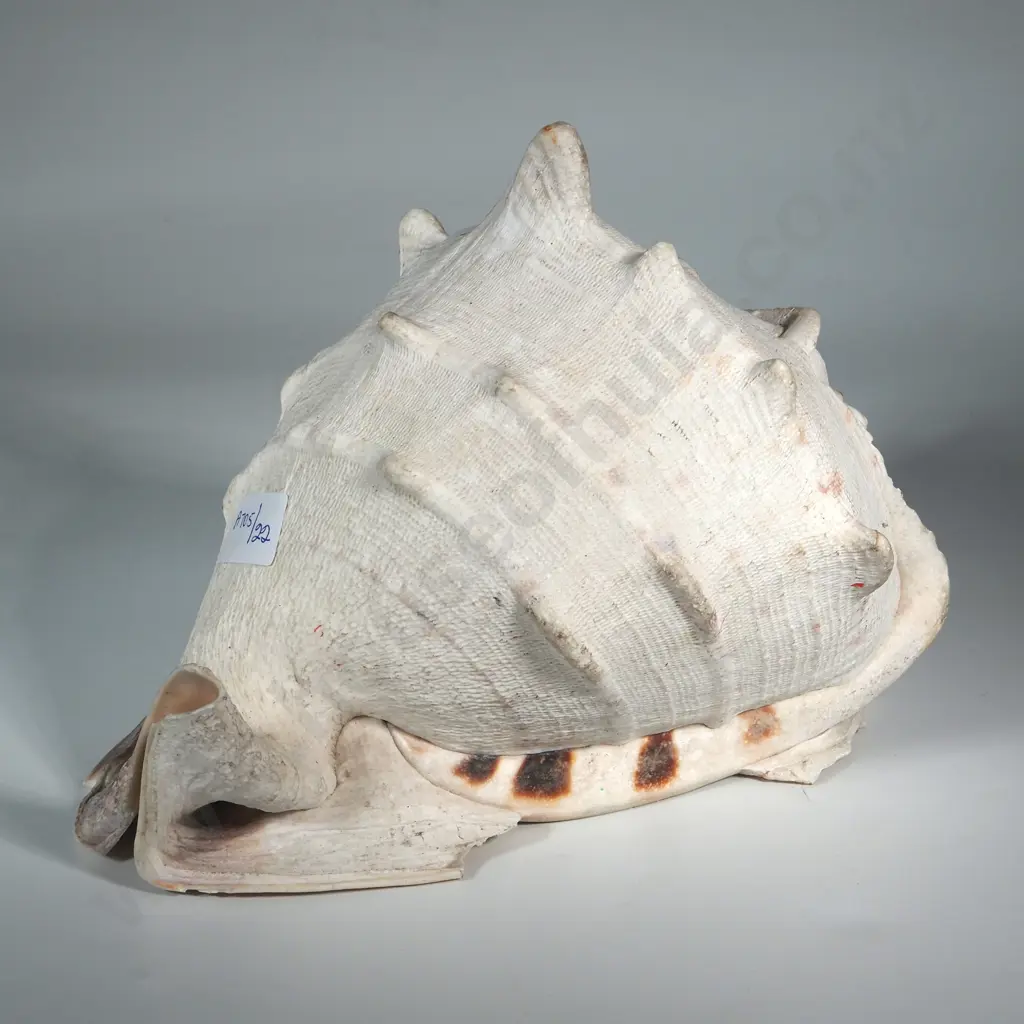 An Extremely Large Conch Shell Image 1++
