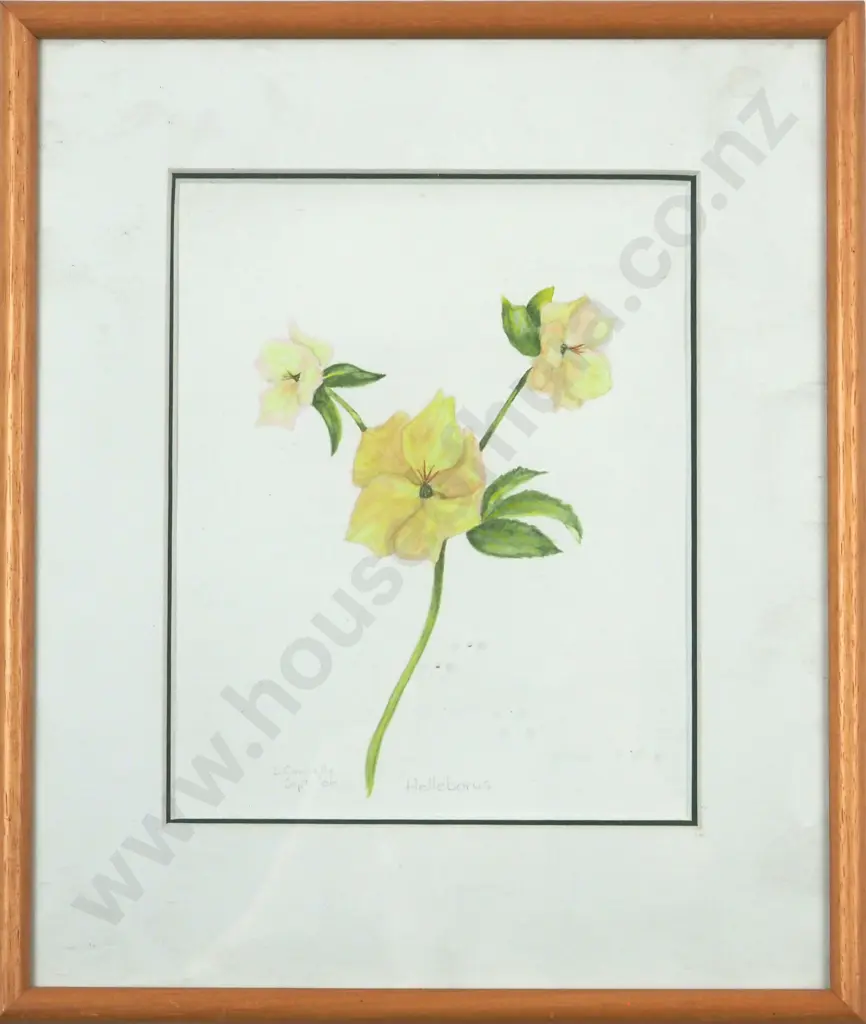 D Connelly. 2006. Helleborus. Watercolour. Image 1++