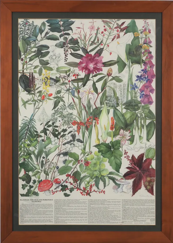 Plants In New Zealand Poisonous to People. Educational Poster. Image 1++