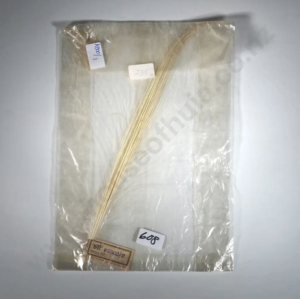 Antique Ostrich Feather. Image 1++